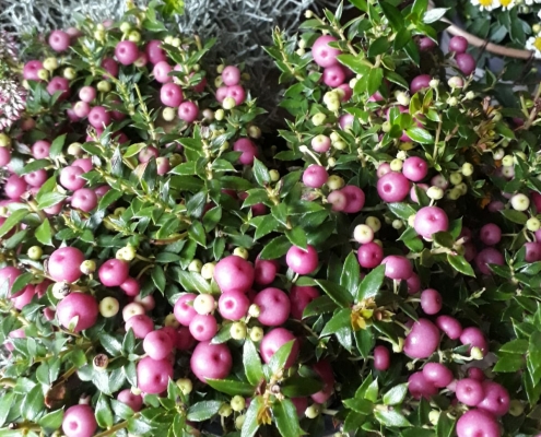 Planten in de winkel